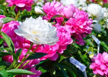 Floral Trends to Watch for this Summer 2024