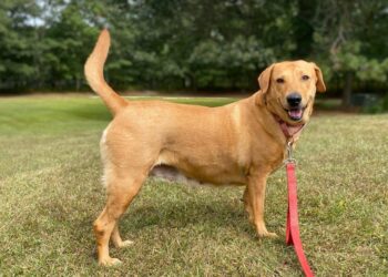 Meet Your New Fur-Ever Friend: Adoption Event at Lenny Bruno Farms