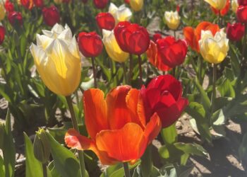 Top Hamptons Events This Weekend – May 17th, 2024