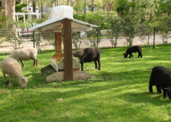 These New Additions to Rams Head Inn Wool Make Ewe Smile