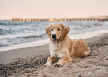 Top Hamptons Events This Weekend: October 4th, 2024