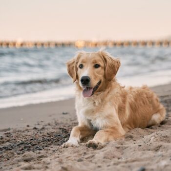 ARF's Pet Celebration Day