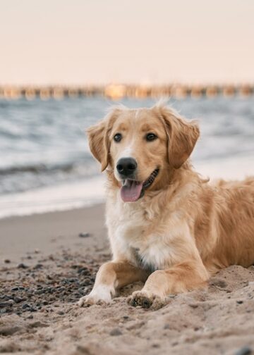 Top Hamptons Events This Weekend: October 4th, 2024