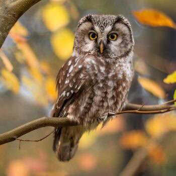 Birds of Prey at LVIS Fair in East Hampton with Evelyn Alexander Wildlife Rescue Center