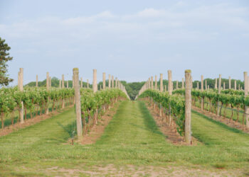 Top Hamptons Events This Weekend: October 18th, 2024