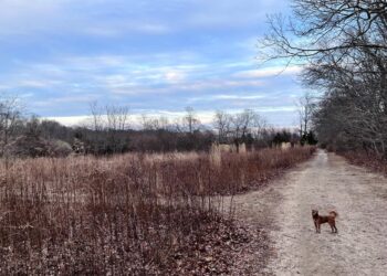 Hamptons Hidden Gems: Springs Dog Park