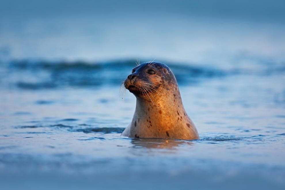 Estuary/Marine Exploration Event