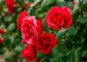 Top Hamptons Events This Weekend: May 9th, 2025