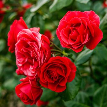 Share The Harvest Farm's Floral Arranging Class at Wölffer Estate Vineyard