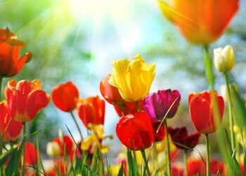 Top Hamptons Events This Weekend: May 9th, 2025