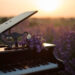 Top Hamptons Events This Weekend: July 25th, 2025