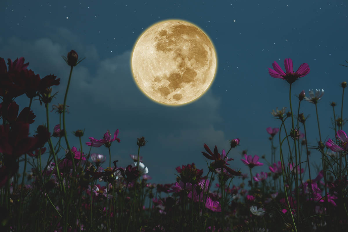 Full Blue Moon Hike and Serene Serenade