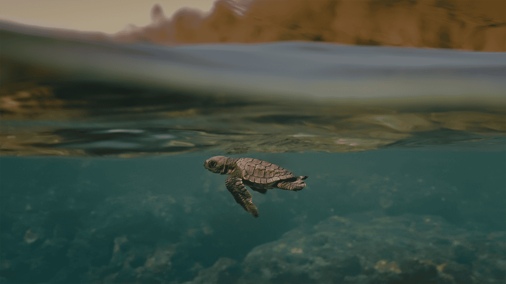 TURTLE SPLASH! Turtle Rescue of the Hamptons, Inc.