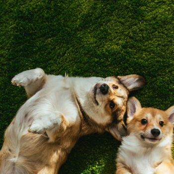 Bideawee Hosts “Paws & Petals” Spring Pet Adoption Event