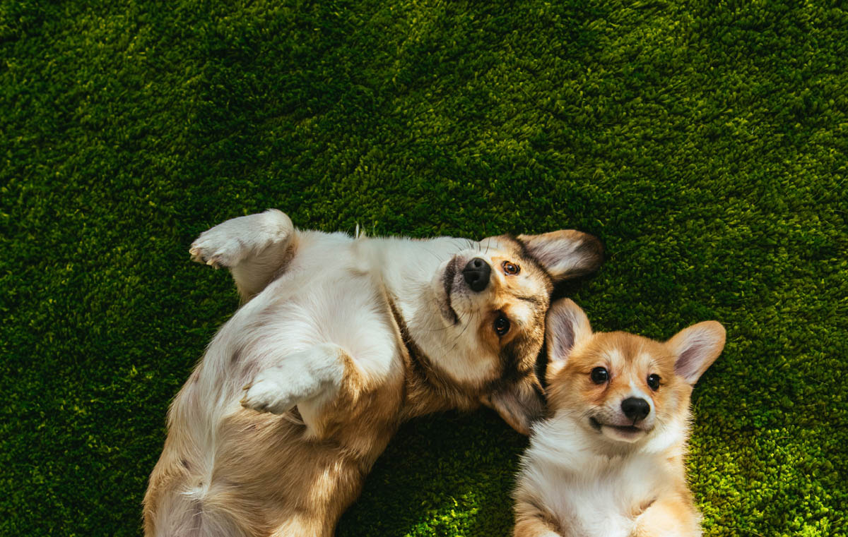 Dog Social at The Shine Studio