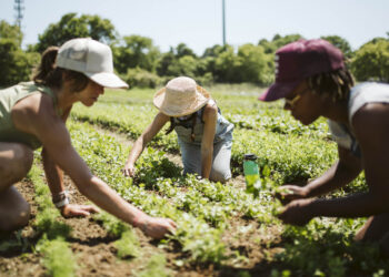 Cultivating Connection on the East End: A Conversation with the Founders of Amber Waves Farm