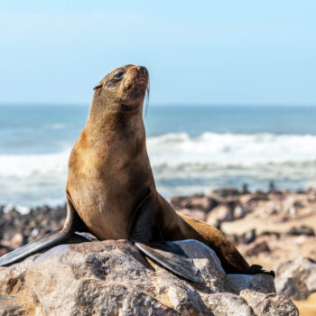 AMSEAS Seal Watching Cruise from Stony Brook Marine Station