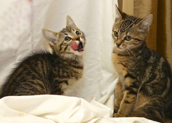 ARF’s Kitten Shower