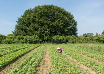 ​​Solid Ground: The Field Guide to East End Food and Real Estate