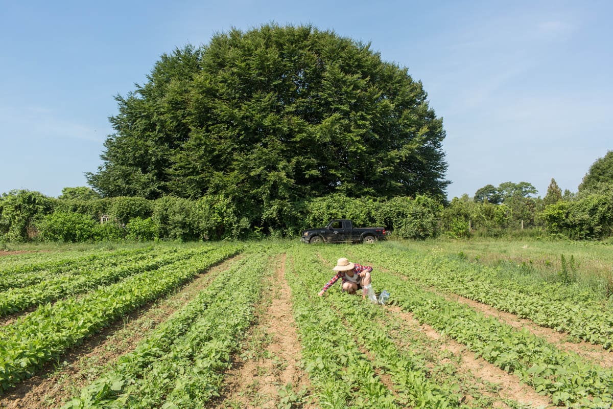 hamptons.com - Stephen Munshin - ​​Solid Ground: The Field Guide to East End Food and Real Estate
