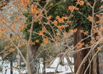 Winter Lectures at Madoo