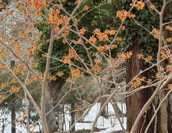 Winter Lectures at Madoo