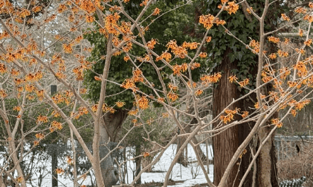 Winter Lectures at Madoo