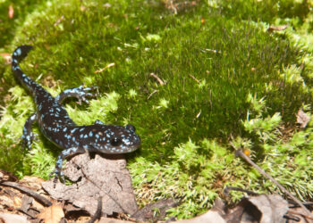 Annual Blue-spotted Salamander Search