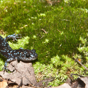 Annual Blue-spotted Salamander Search