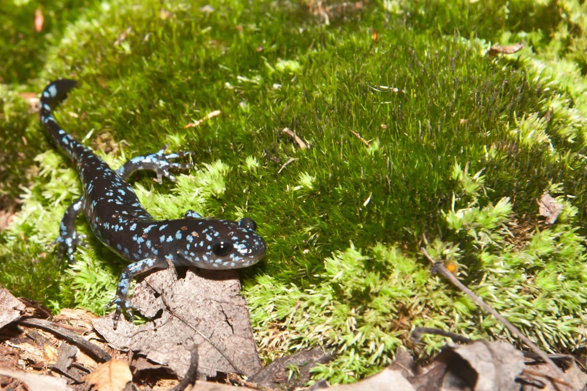 Annual Blue-spotted Salamander Search