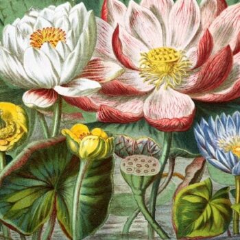 Spring Break at Rogers Mansion: Historic Plants & Farming