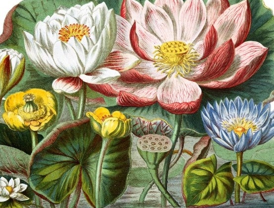 Spring Break at Rogers Mansion: Historic Plants & Farming