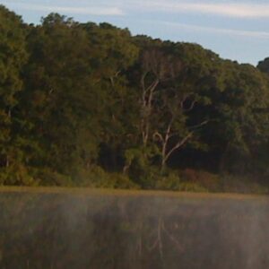 Pitch in on the Great East End Cleanup