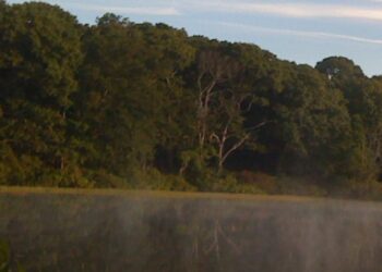 Pitch in on the Great East End Cleanup