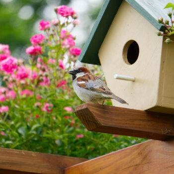 Earth Day Birdhouse Decorating