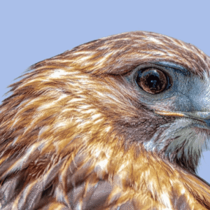 Birds of Prey Event with Evelyn Alexander Wildlife Rescue Center