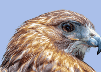 Birds of Prey Event with Evelyn Alexander Wildlife Rescue Center