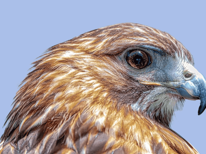 Birds of Prey Event with Evelyn Alexander Wildlife Rescue Center