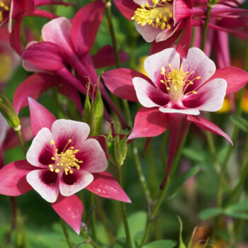 Indigenous Plant Hike in Quogue