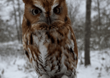 Earth Day at Quogue Wildlife Refuge with Evelyn Alexander Wildlife Rescue Center