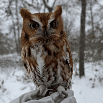 Earth Day at Quogue Wildlife Refuge with Evelyn Alexander Wildlife Rescue Center