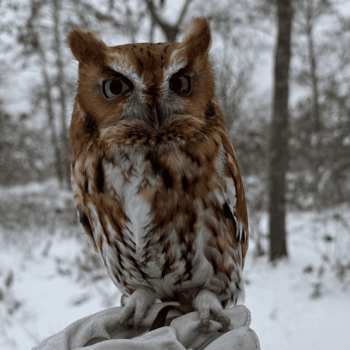 Earth Day at Quogue Wildlife Refuge with Evelyn Alexander Wildlife Rescue Center