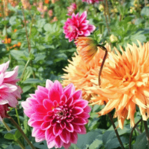 Annual Mother's Day Plant and Bake Sale at Evelyn Alexander Wildlife Rescue Center
