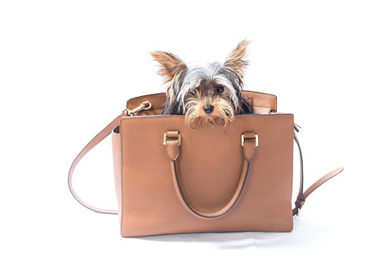 2nd Annual Hamptons Handbag Festival