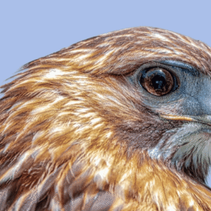 Birds of Prey at the South Fork Natural History Museum and Nature Center with Evelyn Alexander Wildlife Rescue Center