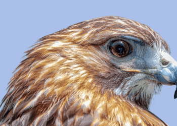 Birds of Prey at the South Fork Natural History Museum and Nature Center with Evelyn Alexander Wildlife Rescue Center