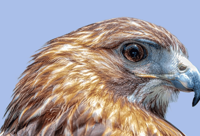 Birds of Prey at the South Fork Natural History Museum and Nature Center with Evelyn Alexander Wildlife Rescue Center