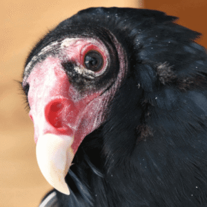 Birds of Prey at Marders with Evelyn Alexander Wildlife Rescue Center