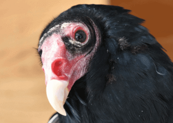 Birds of Prey at Marders with Evelyn Alexander Wildlife Rescue Center