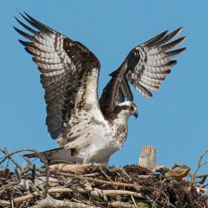 A Conversation with Author David Gessner: A Remarkable Return – The Story of the Osprey